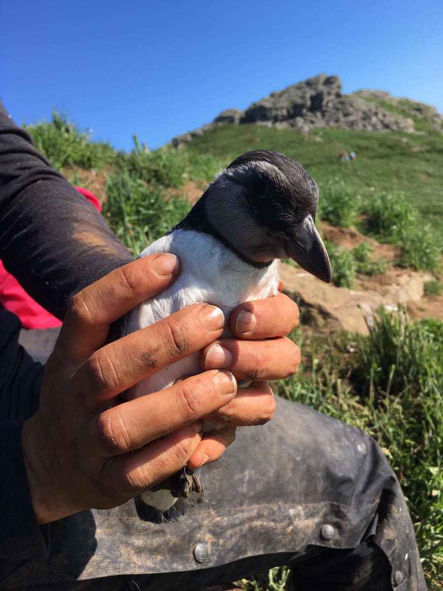 Puffin chick, ready to fledge! Photo: Olivia Norris