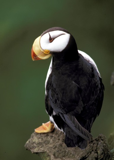 Horned puffin (photo by Vernon Byrd, USFWS)