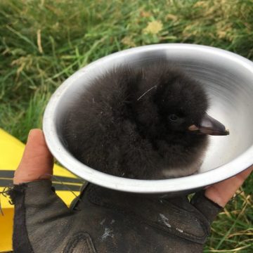 Young puffling (photo: A Fayet)